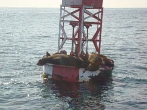 sea-lion-on-buoy