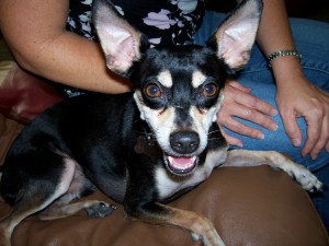 Bailey on couch