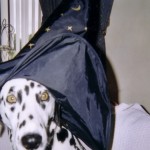 H witch costume dog 2