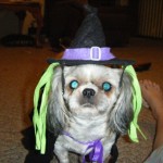 H witch costume dog 4