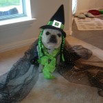 H witch costume dog 6