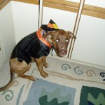 H witch costume dog 7