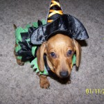 H witch costume dog 8