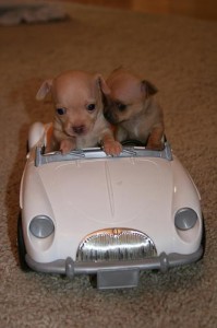 puppies 4 car