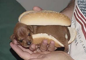 hot-dog3
