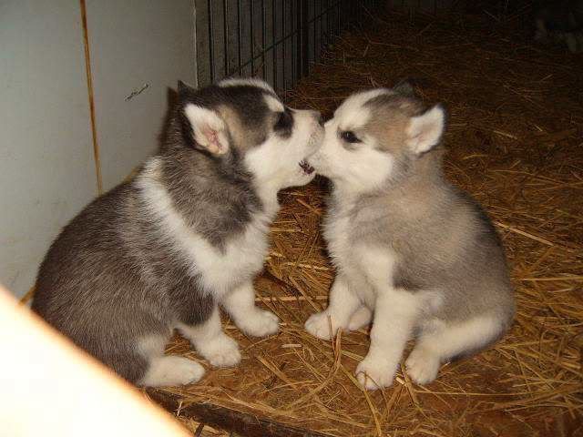 puppies biting nose