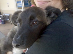 Baby cattle collie mix