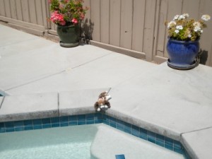 Puppy Jacuzzi's too big!