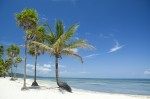 Palm trees on tropical Caribbean beach