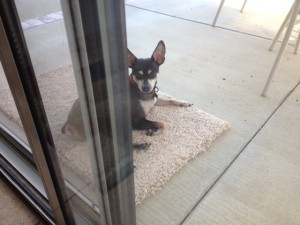 Bailey on patio