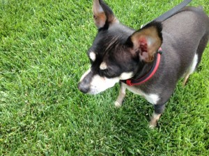 Bailey playing in yard