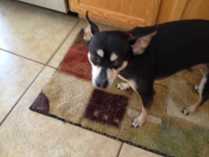 Bailey watching me cook