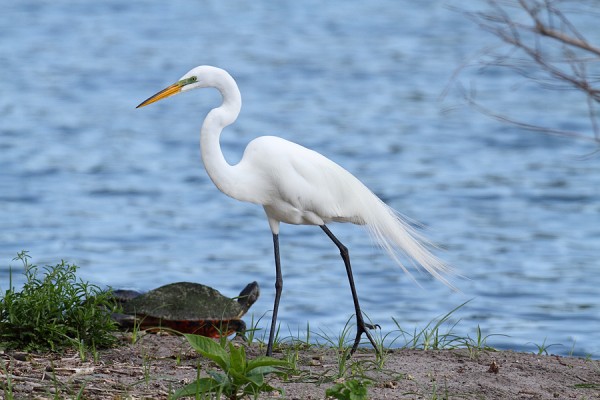 Great Egret (Ardea alba)