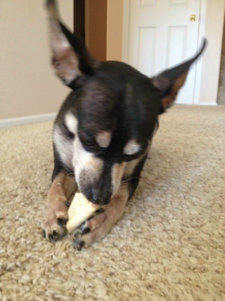 Bailey with his bone