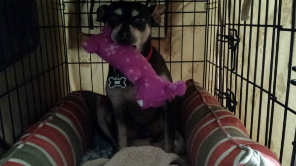 Bailey in his kennel