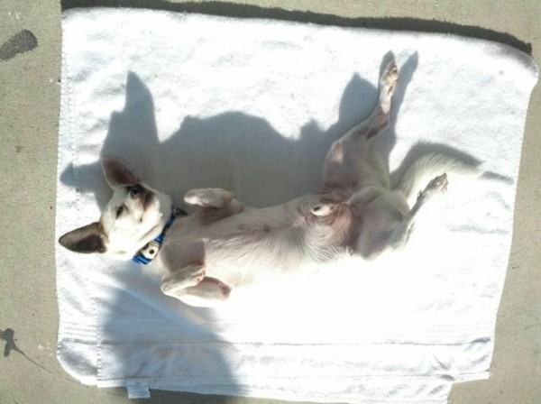 Corky sun bathing