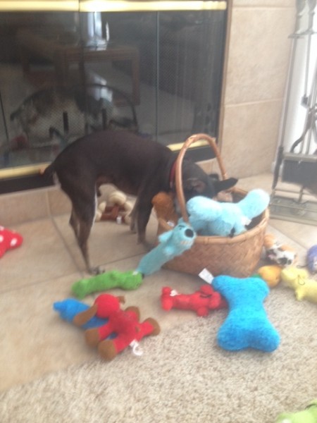 Bailey and his toy basket