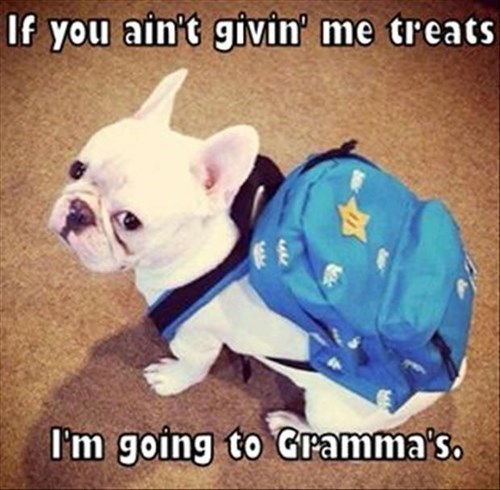 Dog wants treats or he's going to Gramma's!