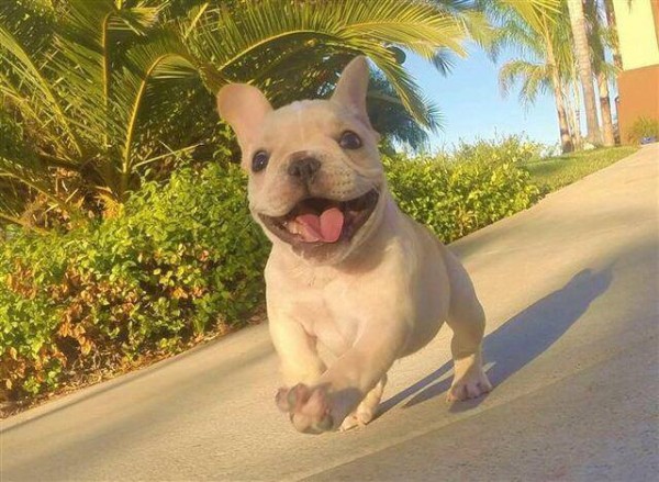 happy frenchie!