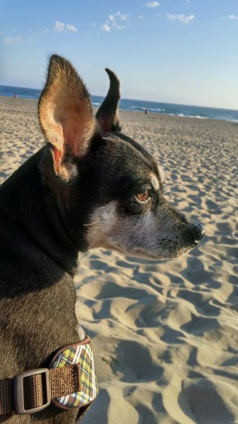 Bailey the beach dog