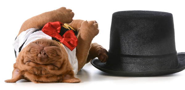 cute puppy - dogue de bordeaux puppy wearing tuxedo laying down