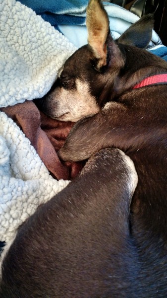 Bailey a professional sleeper