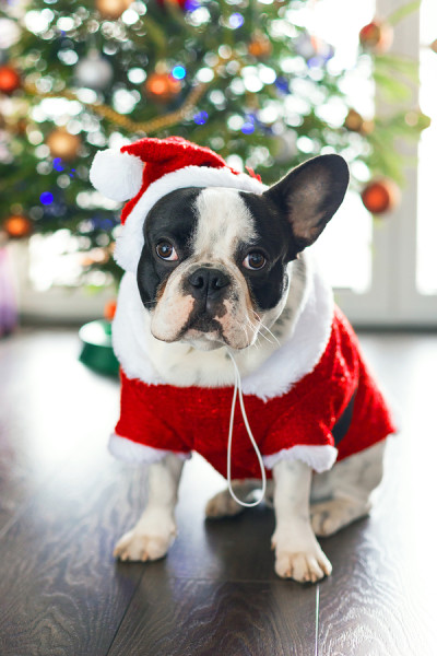 French bulldog dressed up in santa costume for Christmas