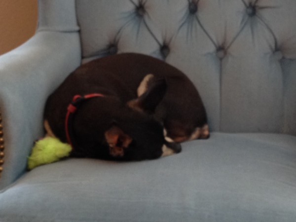 Bailey sleeping on chair.