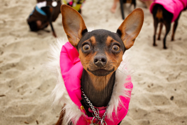 beach dog