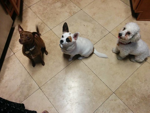 Cookie, Corky and Max