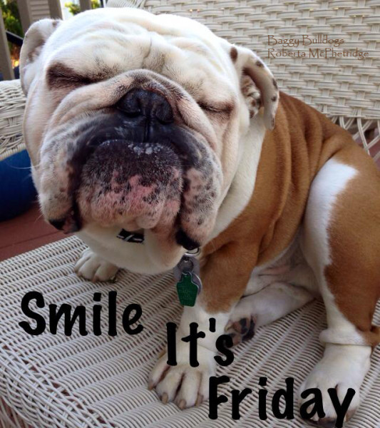 TGIF English Bulldog