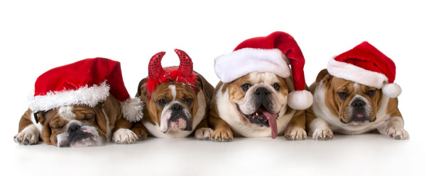 christmas dog - cute christmas concept with one naughty dog in a bunch of Santa's