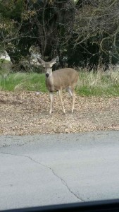 Deer on way daow from Calcareous Winery 2