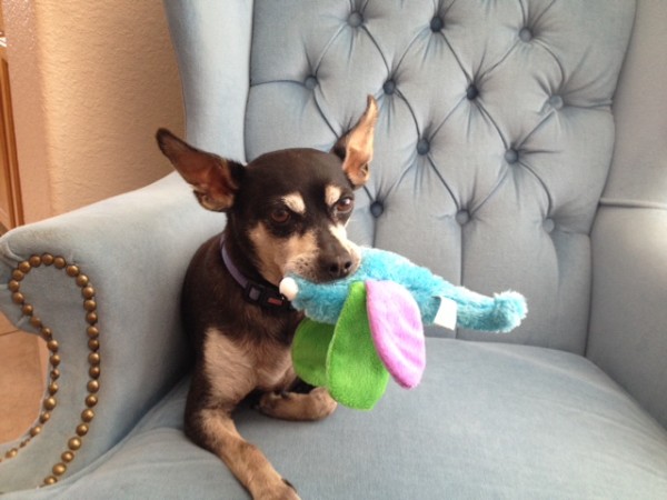 Bailey dragonfly in his chair