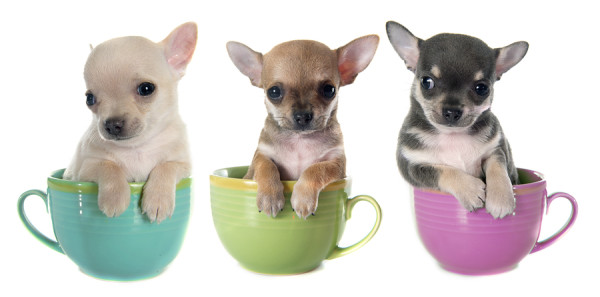 puppies chihuahua in bowl in front of white background