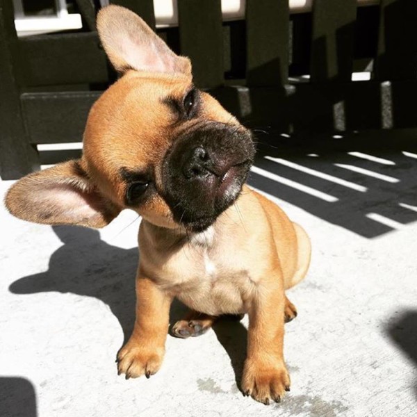Frenchie confused from French Bulldog Fan Club - Copy
