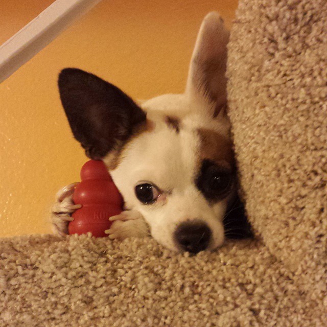 corky-holding-his-toy-so-his-sister-cant-get-it