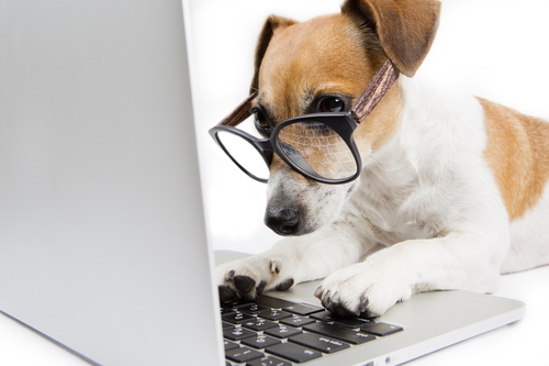 Cute dog works in the office at the computer. Concentration and strictly looking at the camera